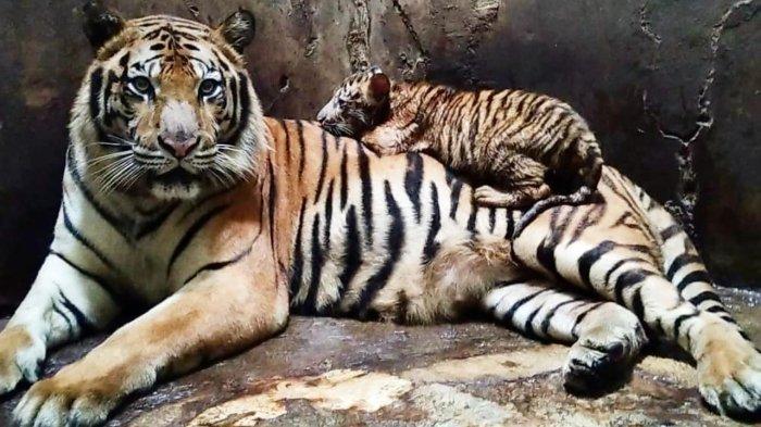 Viral Harimau di TRMS Serulingmas Zoo Banjarnegara Lompat ke Pagar Kandang, Pengunjung Dievakuasi