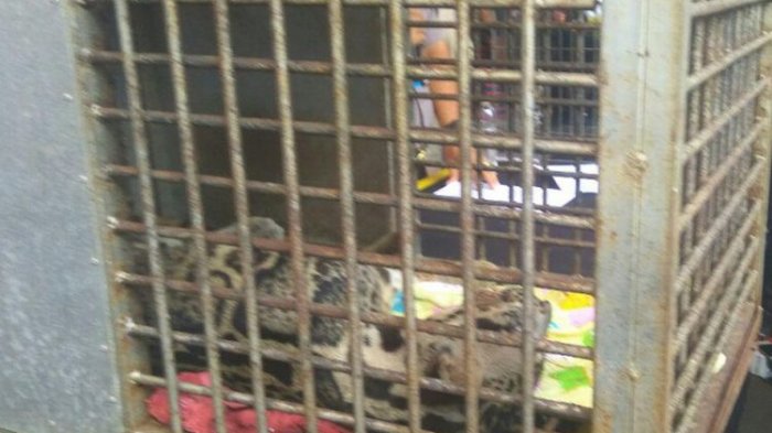 Seekor Anak Macan Mati Setelah Sebelumnya Jalani Perawatan Intensif di Bukittinggi