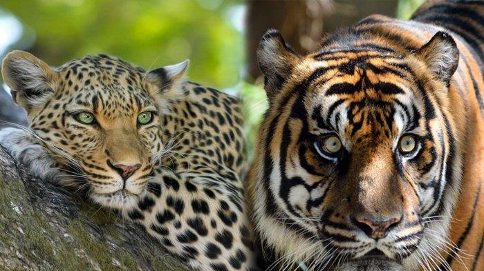 Perbedaan Harimau dan Macan, Hewan yang Sering Disebut Satu Spesies