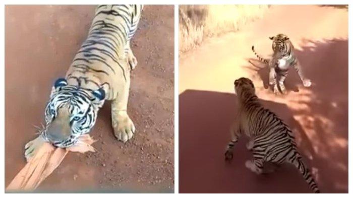 Viral di Medsos Harimau Kejar Bus Turis di Taman Safari