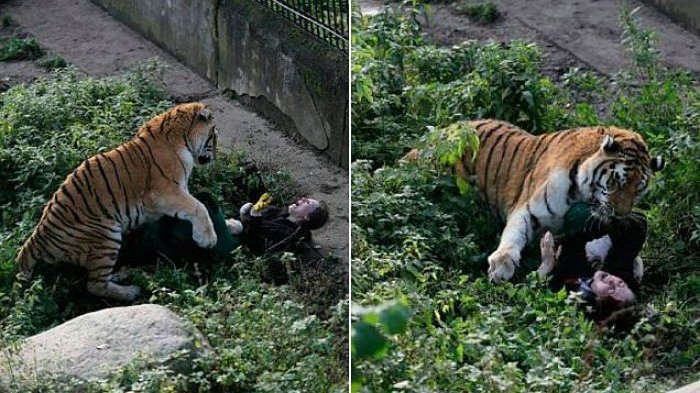 Ya Ampun! Bawakan Makanan, Perawat Hewan Ini Justru Diterkam Harimau Raksasa Sampai . .