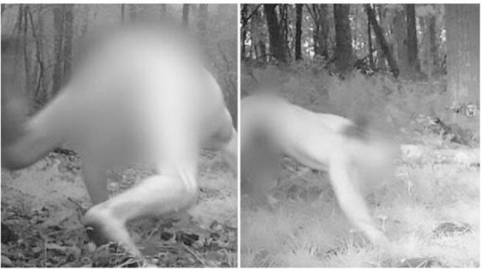 Polandia - CCTV Rekam Penampakan Aneh di Hutan, Ternyata Inilah Sosok Harimau Jadi-jadian