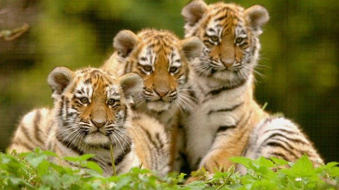 Luka Serius di Dada, Begini Kronologi Murid TK yang Diterkam Harimau Saat Berfoto di Jatim Park 2