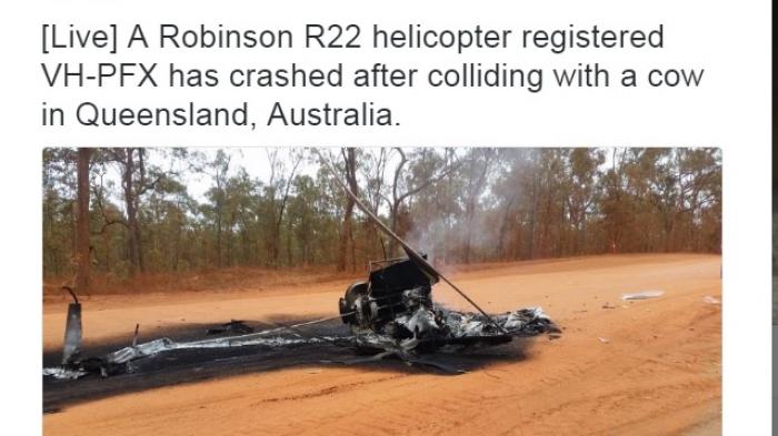 Fakta Menarik - Heboh! Ada Sapi dan Helikopter yang Bertarung, Ini Pemenangnya