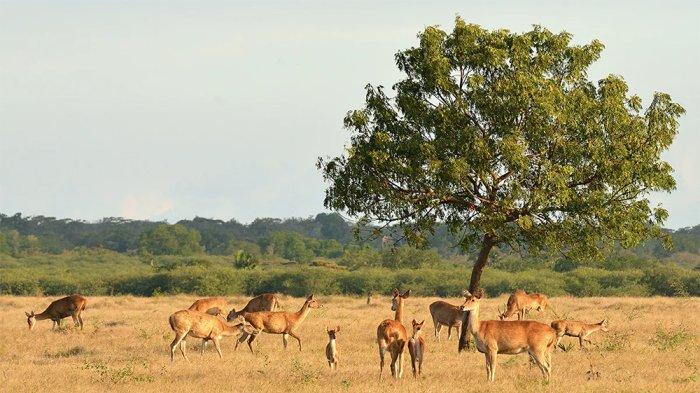 Taman Nasional Baluran dan 3 Tempat Wisata yang Lagi Hits di Situbondo