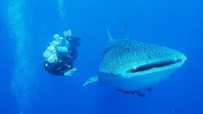 Jadi Perlintasan 18 Jenis Paus, NTT Sajikan Wisata Menonton Paus Tahun Depan