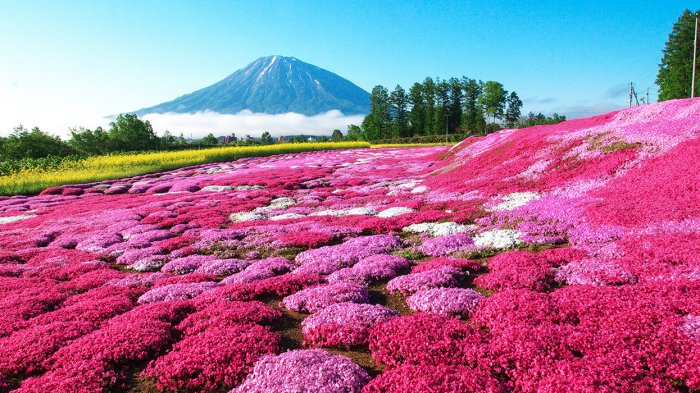 Wisata Jepang - 3 Pilihan Transportasi dari Tokyo ke Sapporo, Mulai Pesawat hingga Kereta