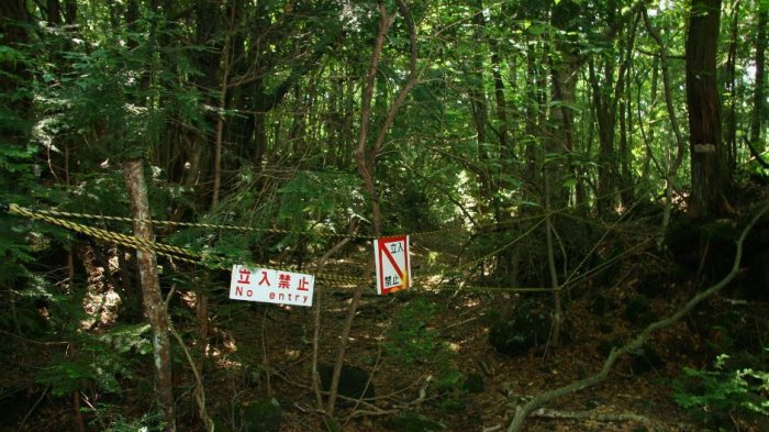 Hii, Baru Menginjakkan Langkah Pertama di 5 Hutan Paling Angker Ini Bulu Kudukmu Langsung Berdiri