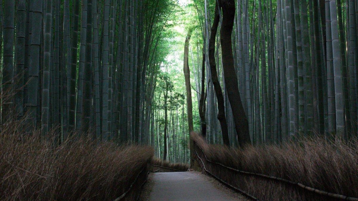 Hutan bambu Arashiyama, satu tempat wisata gratis di Kyoto, Jepang.
