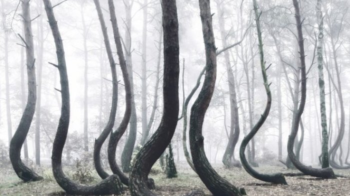 Teori Ini Coba Ungkap Misteri di Balik Hutan Bengkok Polandia yang Tak Terpecahkan