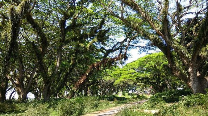 Wisata Banyuwangi - Super Instagenic! Hutan De Djawatan yang Mirip Dalam Film Lord of The Rings