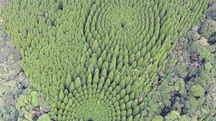 Formasi Pohon di Hutan di Jepang Ini Mirip Crop Circle, Ternyata Hasil Eksperimen Selama 43 Tahun