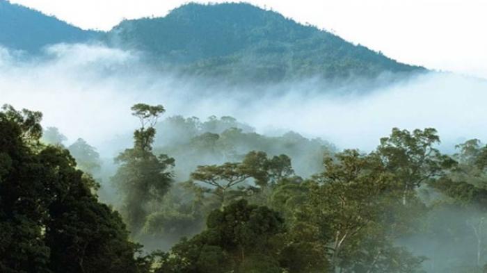 Hutan Berhantu - 6 Hutan Indonesia Ini Punya Kisah Mistis Paling Menyeramkan, Pendaki Sering Lewat