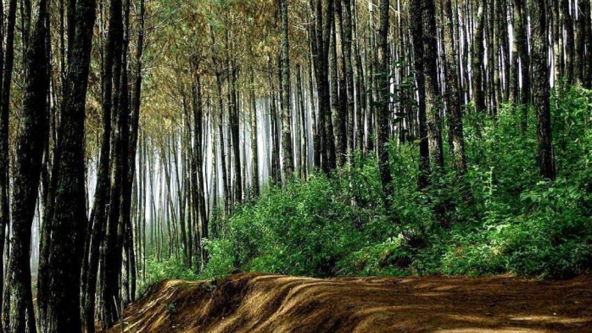 Bukit Moko, satu tempat wisata kids friendly di Bandung yang wajib dikunjungi saat liburan akhir tahun.