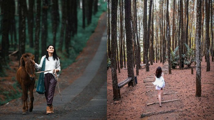 5 Hutan Pinus Tercantik di Indonesia, Ada yang Disebut Mirip dengan Pulau Nami di Korea Selatan