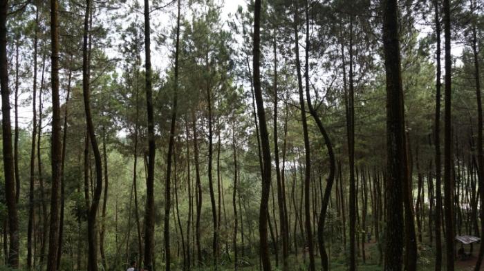 Hutan Pinus Magelang - Lihat Papan Tulisan di Pohon Ini, Jomblo Dilarang Baper! Ada Apa ya?