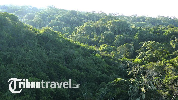 Sambisa Forest - Disebut Hutan Paling Mengerikan di Dunia, Isinya bikin Nyawa Terancam