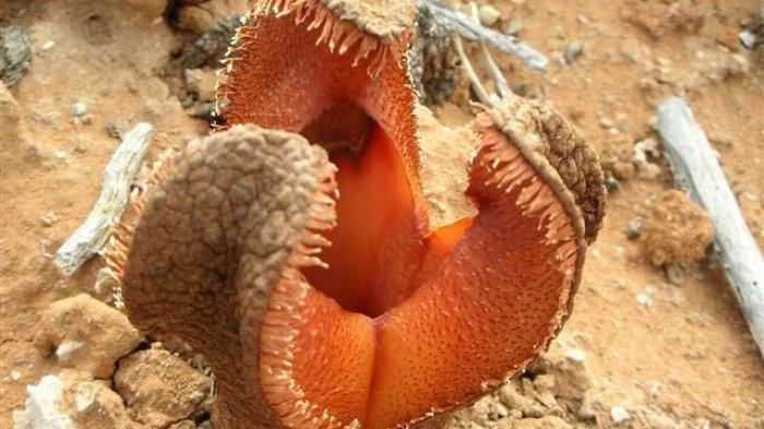 7 Bunga Paling Aneh di Dunia, Hydnora Africana Punya Bentuk Menyeramkan