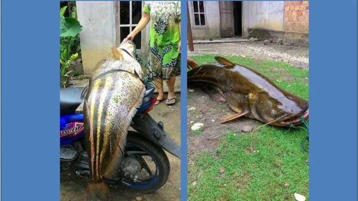 Buhsyet! Netizen Ini Pamerkan Ikan Raksasa Hasil Mancing, Astaga! Itu Kan. . .