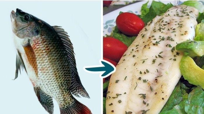 Cegah Penyakit Kanker, Ini 6 Manfaat Lain Konsumsi Ikan Nila, Jangan Sampai 'Ditenggelamkan' Bu Susi