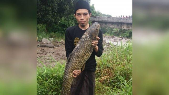 Temuan Ikan Soro Langka Berukuran Jumbo Pasca Banjir Bandang di Puncak Bogor Ternyata Bukan Hoax