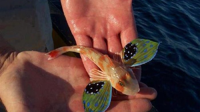 Asli Cantik Tanpa Editan, Berikut 10 Ikan Ajaib dengan Penampilan Bak Model