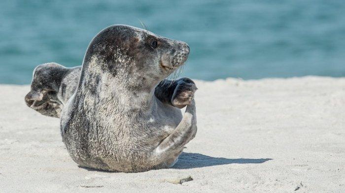 Pasangan Turis Didenda Rp 772 Juta saat Honeymoon karena Sentuh Anjing Laut Langka