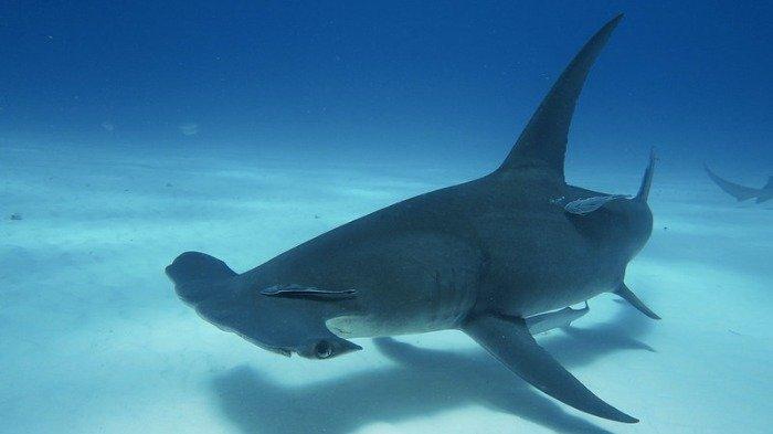 Selundupkan Hiu Langka dan Berniat Menjualnya di Pasar Ikan Eksotis, Pria ini Didenda Rp 70 Juta