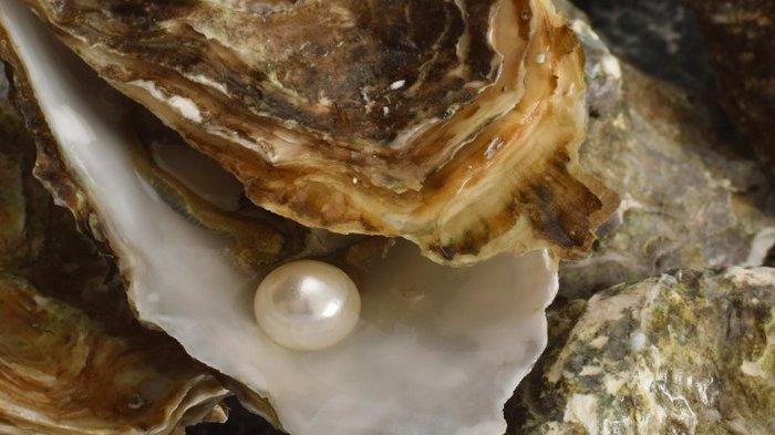 Pesan Menu Kerang dengan Harga Rp 200 ribuan, Seorang Pria Justru Dapat Mutiara Seharga  Rp 57 Juta