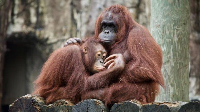 Orang Utan di Kebun Binatang Terekam Merokok, Videonya Viral & Bikin Aktivis Ngamuk