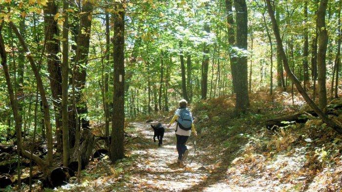 Mengenal Shinrin-yoku; Tradisi 'Mandi' Hutan dan Dekatkan Diri dengan Pepohonan dari Jepang