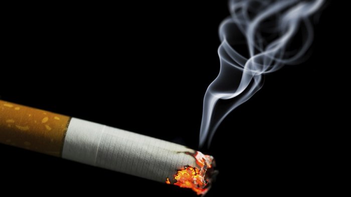 Viral di Medsos, Simpanse Isap Rokok yang Dilempar Pengunjung Kebun Binatang