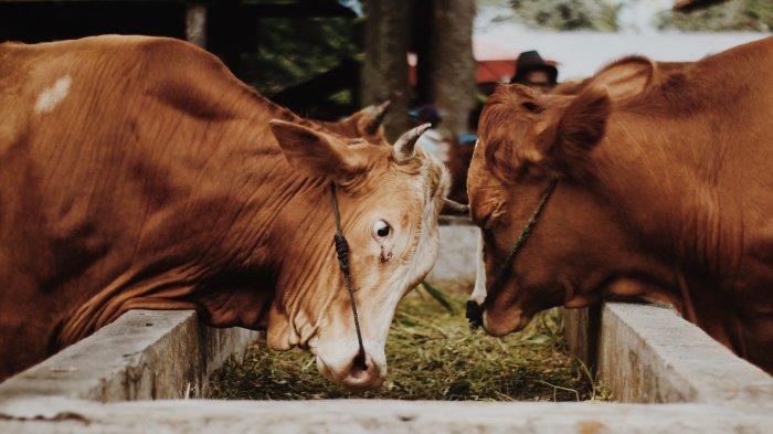 Viral Pemuda Beli Sapi Gara-gara Patah Hati, Bakal Dijadikan Hewan Kurban saat Idul Adha