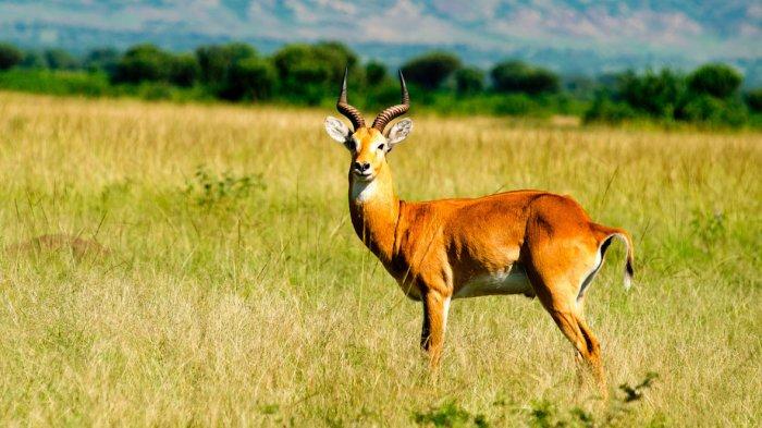 Setelah Ditutup Selama 6 Bulan, Uganda Dibuka Kembali untuk Wisatawan