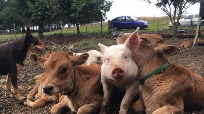 Indahnya Perbedaan, 10 Foto Menakjubkan Ini Buktikan Hewan Beda Jenis Bisa Saling Menyayangi