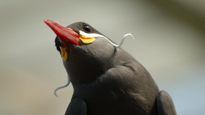 Punya Ciri-ciri Fisik yang Tak Biasa, Inikah 7 Spesies Burung Paling Mengagumkan di Dunia?