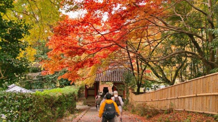 Tempat dan Waktu Terbaik Menikmati Musim Gugur di Jepang