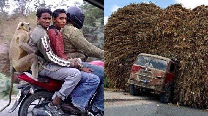 5 Hal yang Buatmu Syok Berat Begitu Sampai di India: Sapi Berkeliaran di Jalanan