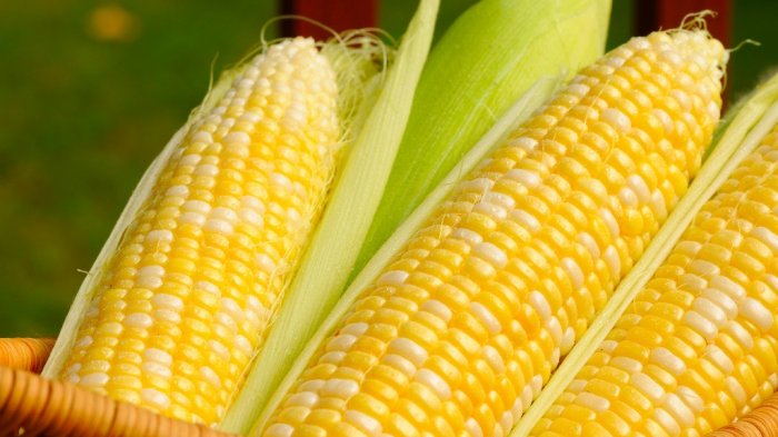 Jenis Jagung Manakah yang Cocok untuk Diolah Menjadi Bakwan hingga Popcorn?
