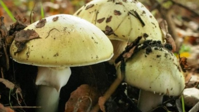 Bentuknya Lucu, tapi Siapa Sangka Jamur Ini Bisa Sebabkan Kematian Mengenaskan