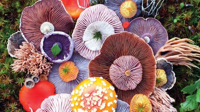 Tinggal di Sebuah Pulau, Seniman Ini Berhasil Abadikan Jamur Unik dengan Warna Menakjubkan
