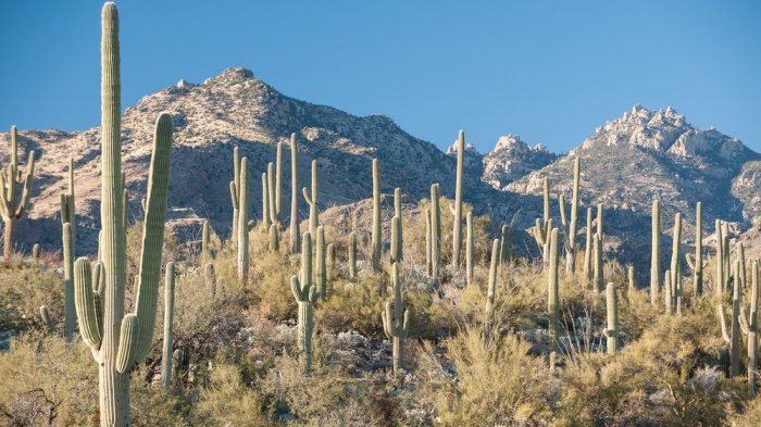Banyak yang Dicuri, Begini Upaya untuk Melindungi Tanaman Kaktus di Taman Nasional Saguaro di AS