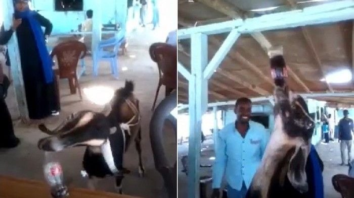 Bukan Air Biasa, Perhatikan Apa yang Diminum Kambing Aneh Ini! OMG, Itu. .