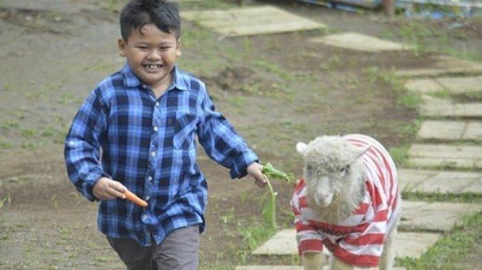 The Lawu Park Tawangmangu, Destinasi Wisata Gratis di Lereng Gunung Lawu