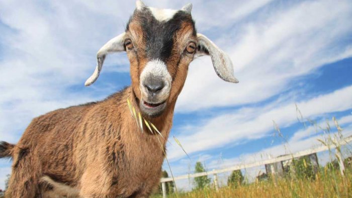 Makan Daging Kambing Saat Idul Fitri? Mengapa Tidak? Ini 11 Manfaatnya Bagi Kesehatan