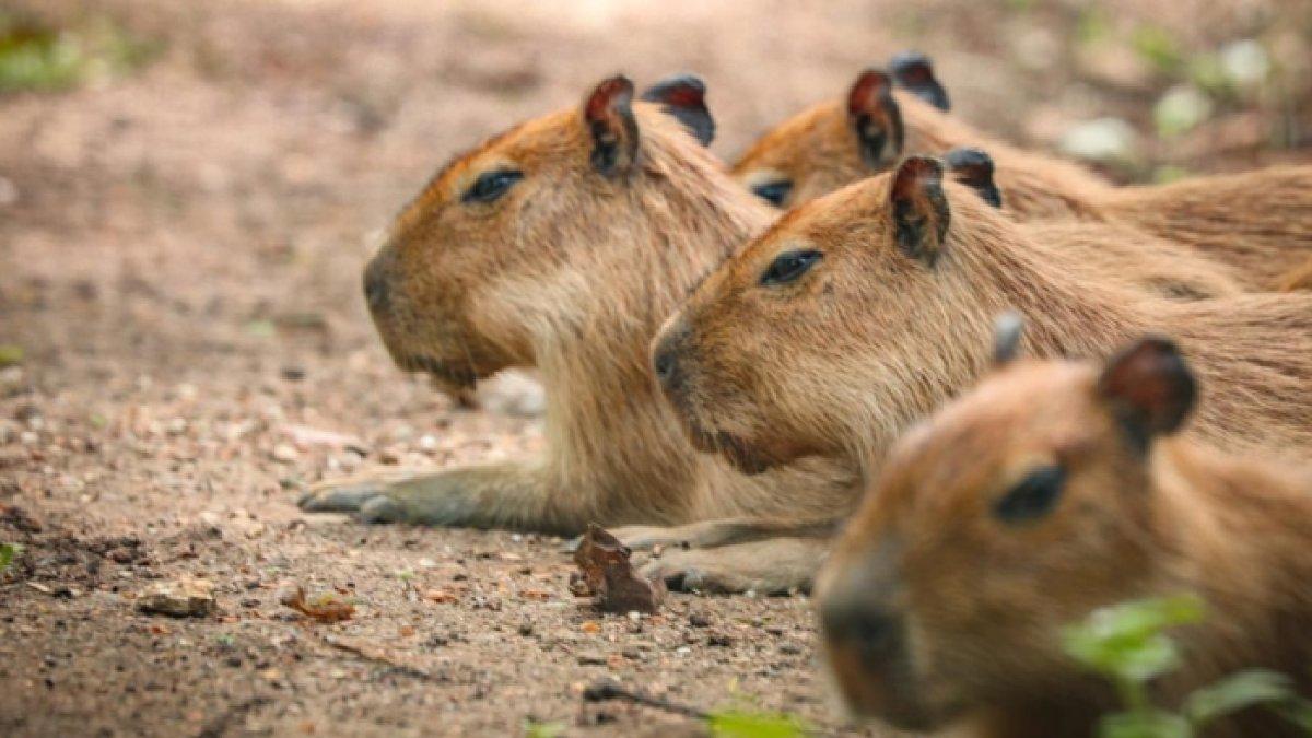 Kapibara di Taman Margasatwa Ragunan, Kecamatan Pasar Minggu, Jakarta Selatan, Jakarta yang sedang bersama kawanannya.