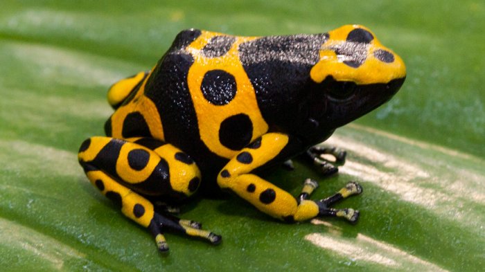 Bukan Piranha yang Paling Berbahaya, Ini 4 Hewan Paling Mematikan di Hutan Amazon