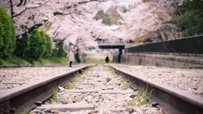 Dua Tempat Instagramable di Kyoto yang Cocok Tuk Nikmati Mekarnya Bunga Sakura, Masuknya Gratis!