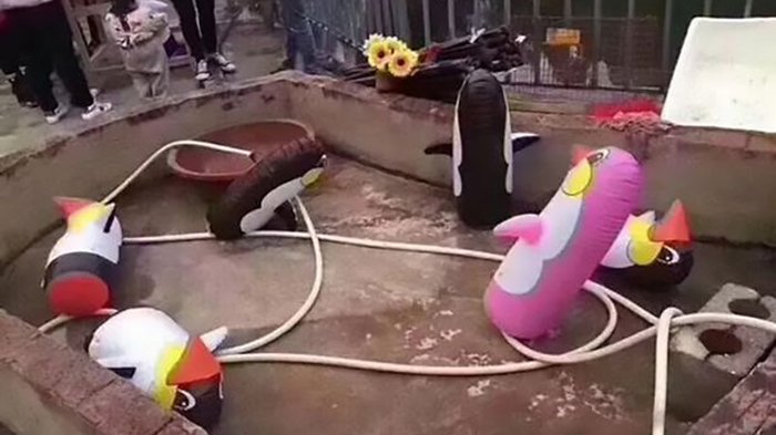 Dijuluki Kebun Binatang Terburuk di Dunia, Tempat Ini Dipenuhi Penguin Arktik 'Jadi-jadian'
