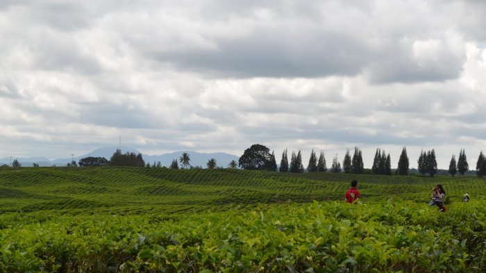 Wisatawan tampak berfoto di Kebun Teh Bahbutong di Kecamatan Sidamanik, kabupaten Simalungun, Pematang Siantar, Sumatera Utara.